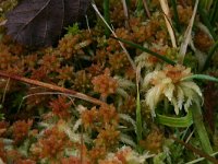 Sphagnum palustre 6, Gewoon veenmos, Saxifraga-Hans Boll