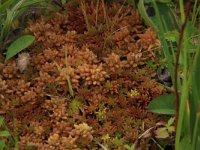 Sphagnum palustre 9, Gewoon veenmos, Saxifraga-Hans Boll