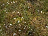 Sphagnum palustre 39, Gewoon veenmos, Saxifraga-Hans Boll