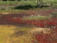 Sphagnum palustre 45, Gewoon veenmos, Saxifraga-Hans Boll