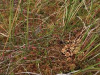 Sphagnum papillosum 14, Wrattig veenmos, Saxifraga-Hans Boll