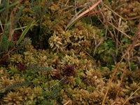 Sphagnum papillosum 27, Wrattig veenmos, Saxifraga-Hans Boll