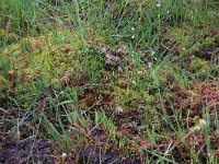 Sphagnum papillosum 37, Wrattig veenmos, Saxifraga-Hans Boll