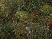 Sphagnum papillosum 38, Wrattig veenmos, Saxifraga-Hans Boll