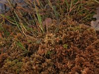 Sphagnum papillosum 39, Wrattig veenmos, Saxifraga-Hans Boll