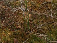 Sphagnum papillosum 5, Wrattig veenmos, Saxifraga-Hans Boll