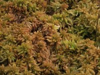 Sphagnum papillosum 53, Wrattig veenmos, Saxifraga-Hans Boll