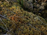 Sphagnum papillosum 7, Wrattig veenmos, Saxifraga-Hans Boll