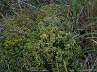 Sphagnum papillosum 8, Wrattig veenmos, Saxifraga-Hans Boll