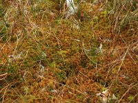 Sphagnum pulchrum 1, Vijfrijig veenmos, Saxifraga-Hans Boll