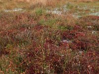 Sphagnum rubellum 1, Rood veenmos, Saxifraga-Hans Boll