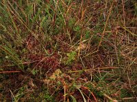 Sphagnum rubellum 10, Rood veenmos, Saxifraga-Hans Boll