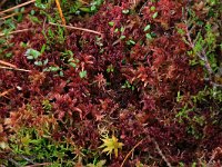 Sphagnum rubellum 12, Rood veenmos, Saxifraga-Hans Boll