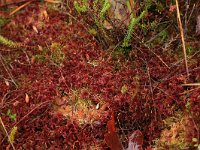 Sphagnum rubellum 2, Rood veenmos, Saxifraga-Hans Boll