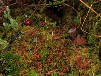 Sphagnum rubellum 3, Rood veenmos, Saxifraga-Hans Boll