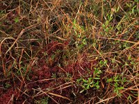 Sphagnum rubellum 5, Rood veenmos, Saxifraga-Hans Boll