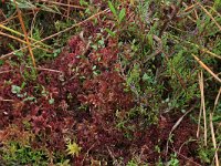 Sphagnum rubellum 6, Rood veenmos, Saxifraga-Hans Boll