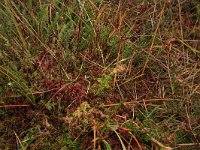 Sphagnum rubellum 7, Rood veenmos, Saxifraga-Hans Boll