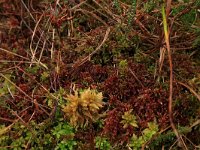 Sphagnum rubellum 8, Rood veenmos, Saxifraga-Hans Boll