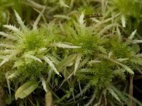 Sphagnum sqaurrosum 1, Haakveenmos, Saxifraga-Willem van Kruijsbergen