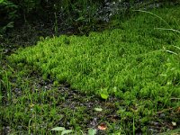 Sphagnum squarrosum 5, Haakveenmos, Saxifraga-Hans Boll