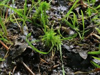 Sphagnum squarrosum 6, Haakveenmos, Saxifraga-Hans Boll