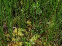 Sphagnum squarrosum 7, Haakveenmos, Saxifraga-Hans Boll