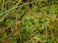 Sphagnum subnitens 1, Glanzend veenmos, Saxifraga-Hans Boll