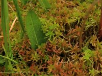 Sphagnum subnitens 3, Glanzend veenmos, Saxifraga-Hans Boll