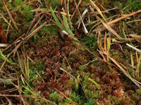 Sphagnum subnitens 4, Glanzend veenmos, Saxifraga-Hans Boll