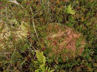 Sphagnum subnitens 8, Glanzend veenmos, Saxifraga-Hans Boll