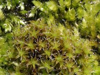 Syntrichia ruralis 1, Groot duinsterretje, Saxifraga-Rutger Barendse