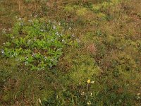 Syntrichia ruralis var arenicola 4, Groot duinsterretje, Saxifraga-Hans Boll