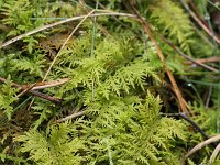 Thuidium tamariscinum 2, Gewoon thujamos, Saxifraga-Rutger Barendse