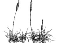 Tortula muralis 1, Muurmos, Saxifraga-Jan van de Wiel