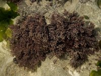 Corallina officinalis 1, Saxifraga-Willem van Kruijsbergen