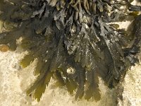 Fucus serratus 7, Gezaagde zee-eik, Saxifraga-Willem van Kruijsbergen
