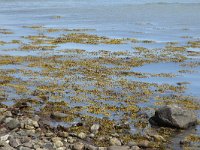 Blaaswier  Fucus vesiculosus; in shallow water : Growth