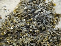 Seaweed Bladder Wrack on beach run dry  Fucus vesiculosus : bladder wrack, growth, natural, nature, sea weed, seaweed, beach