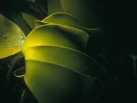Laminaria ochroleuca 12, Geel vingerwier, Saxifraga-Eric Gibcus