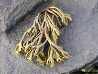 Pelvetia canaliculata 2, Groefwier, Saxifraga-Peter Meininger