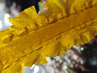 Saccharina latissima 2, Suikerwier, Saxifraga-Foto Fitis-Sytske Dijksen