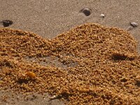 Sargassum muticum 10, Japans bessenwier, Saxifraga-Foto Fitis-Sytske Dijksen