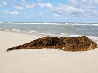 Sargassum muticum 13, Japans bessenwier, Saxifraga-Foto Fitis-Sytske Dijksen