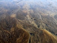Sargassum muticum 15, Japans bessenwier, Saxifraga-Foto Fitis-Sytske Dijksen