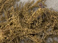 Sargassum muticum 17, Japans bessenwier, Saxifraga-Willem van Kruiijsbergen