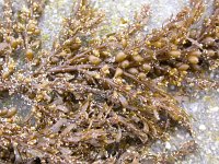 Sargassum muticum 6, Japans bessenwier, Saxifraga-Peter Meininger