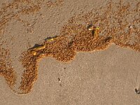 Sargassum muticum 9, Japans bessenwier, Saxifraga-Foto Fitis-Sytske Dijksen