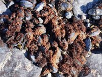 Caulacanthus okamurae 2, Puntig korstmoswier, Saxifraga-Foto Fitis-Sytske Dijksen