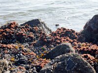 Caulacanthus okamurae 3, Puntig korstmoswier, Saxifraga-Foto Fitis-Sytske Dijksen